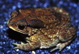 Image of Asian black-spined toad