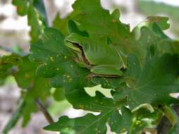 Image of Mediterranean Tree Frog