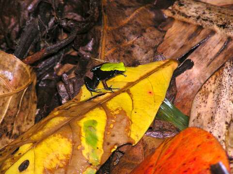 Image of Arboreal Mantella