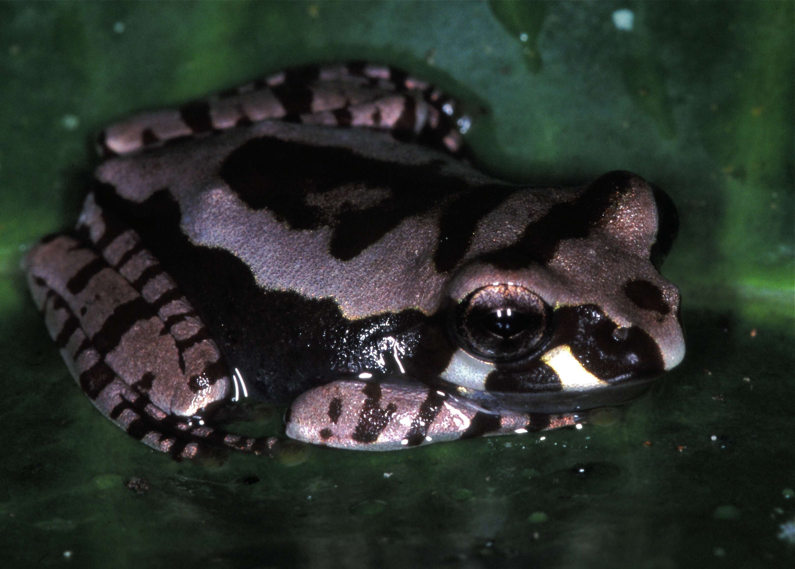 Image of Madagascar Bright-eyed Frog