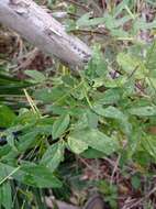 صورة Teramnus volubilis Sw.