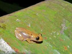 Image of Brown Banana Frog