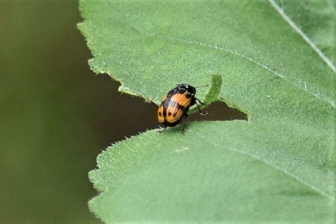 Image of Bassareus mammifer (Newman 1840)