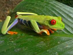 Image of Red-eyed Leaf frog