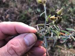 Слика од Crotalaria brevis Domin