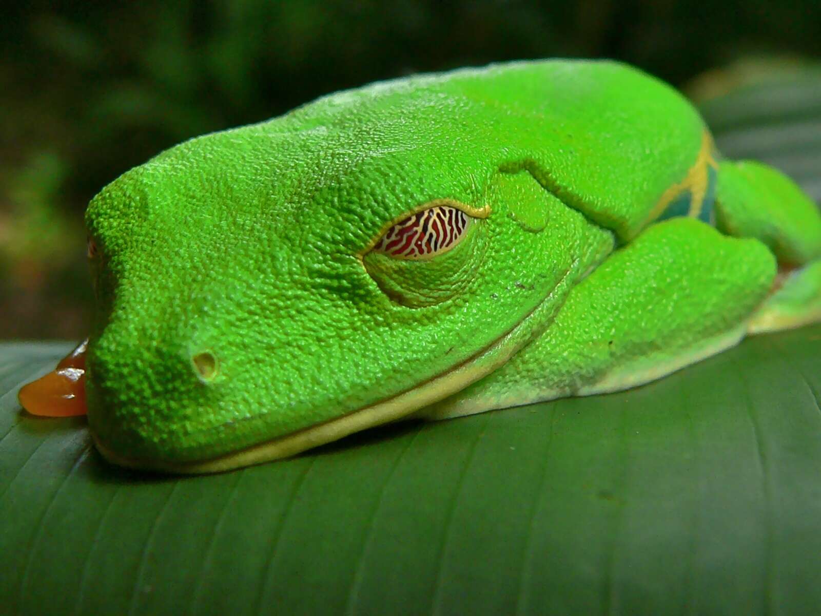 Image of Red-eyed Leaf frog