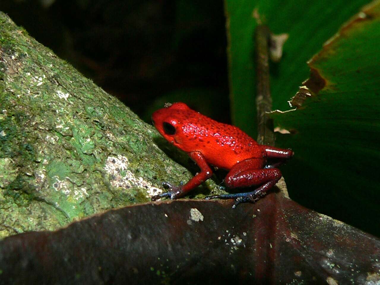 Image of Flaming Poison Frog