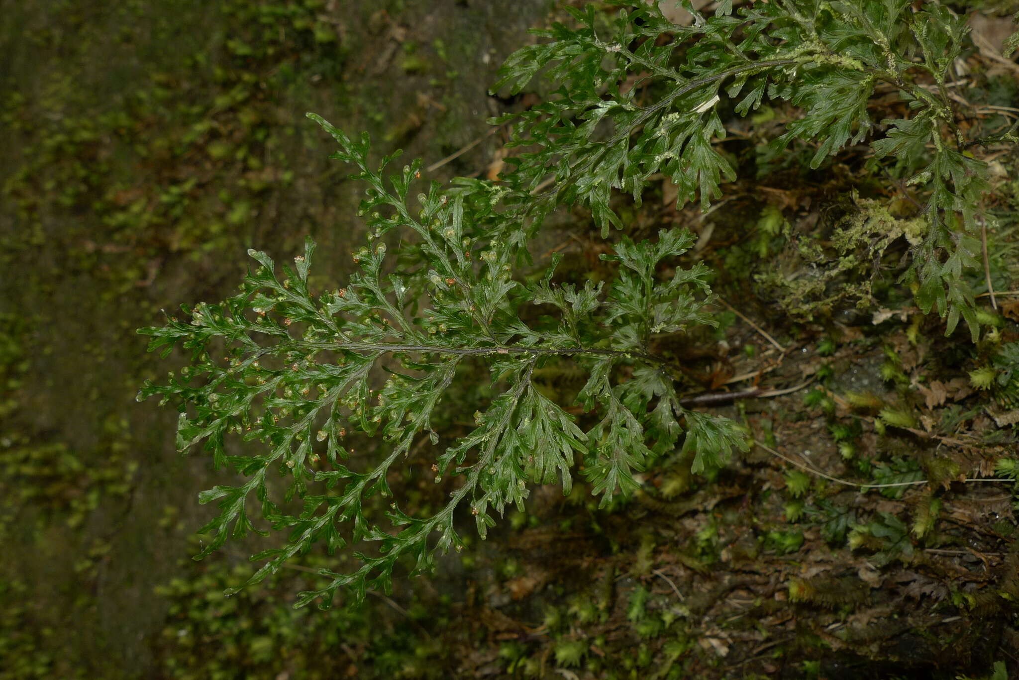 Image of Hymenophyllum imbricatum Bl.