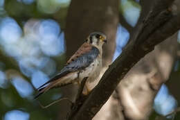 Image of Falco sparverius dominicensis Gmelin & JF 1788