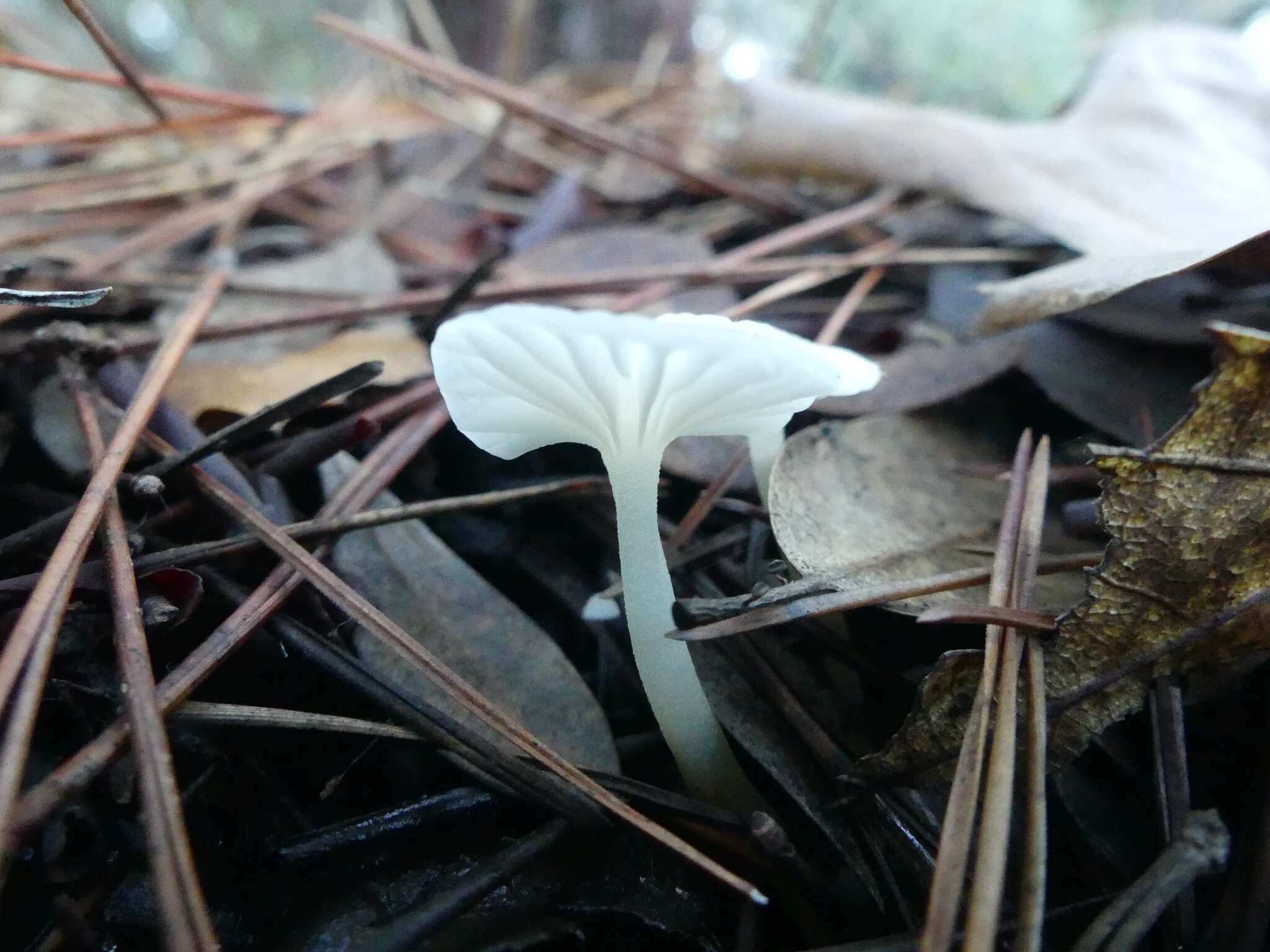 Image de Marasmius calhouniae Singer 1989