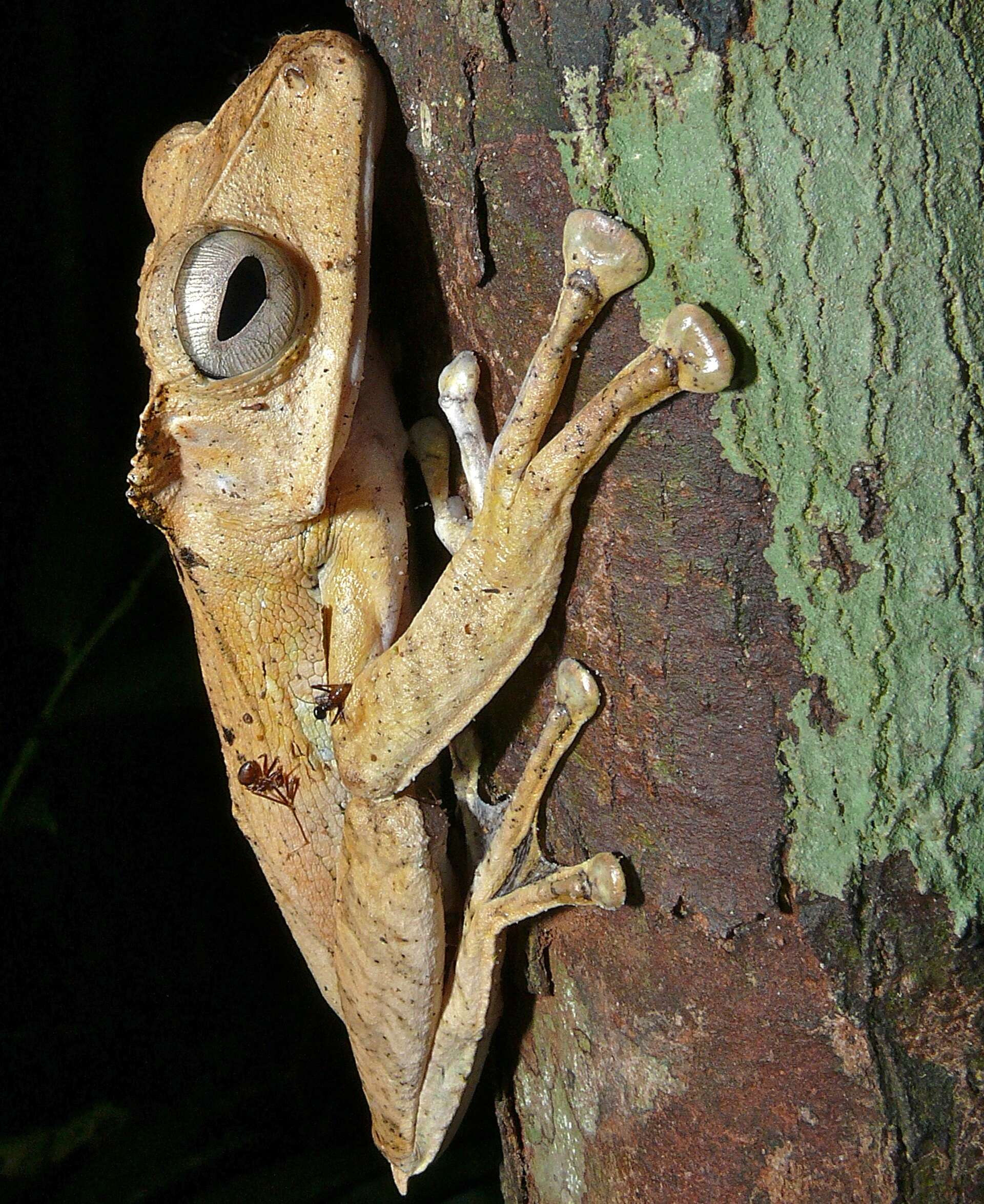 Image of File-Eared Tree Frog