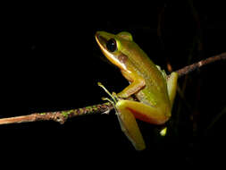 Image of Chalcorana raniceps (Peters 1871)