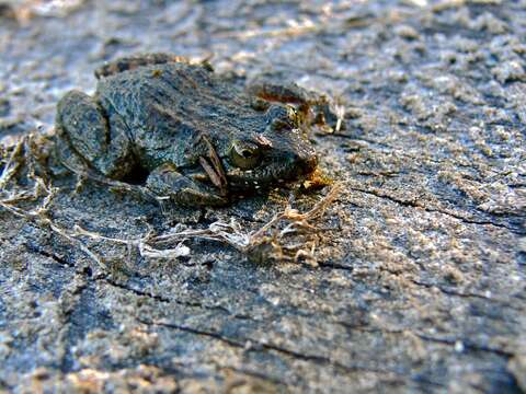 Imagem de Leptodactylus melanonotus (Hallowell 1861)