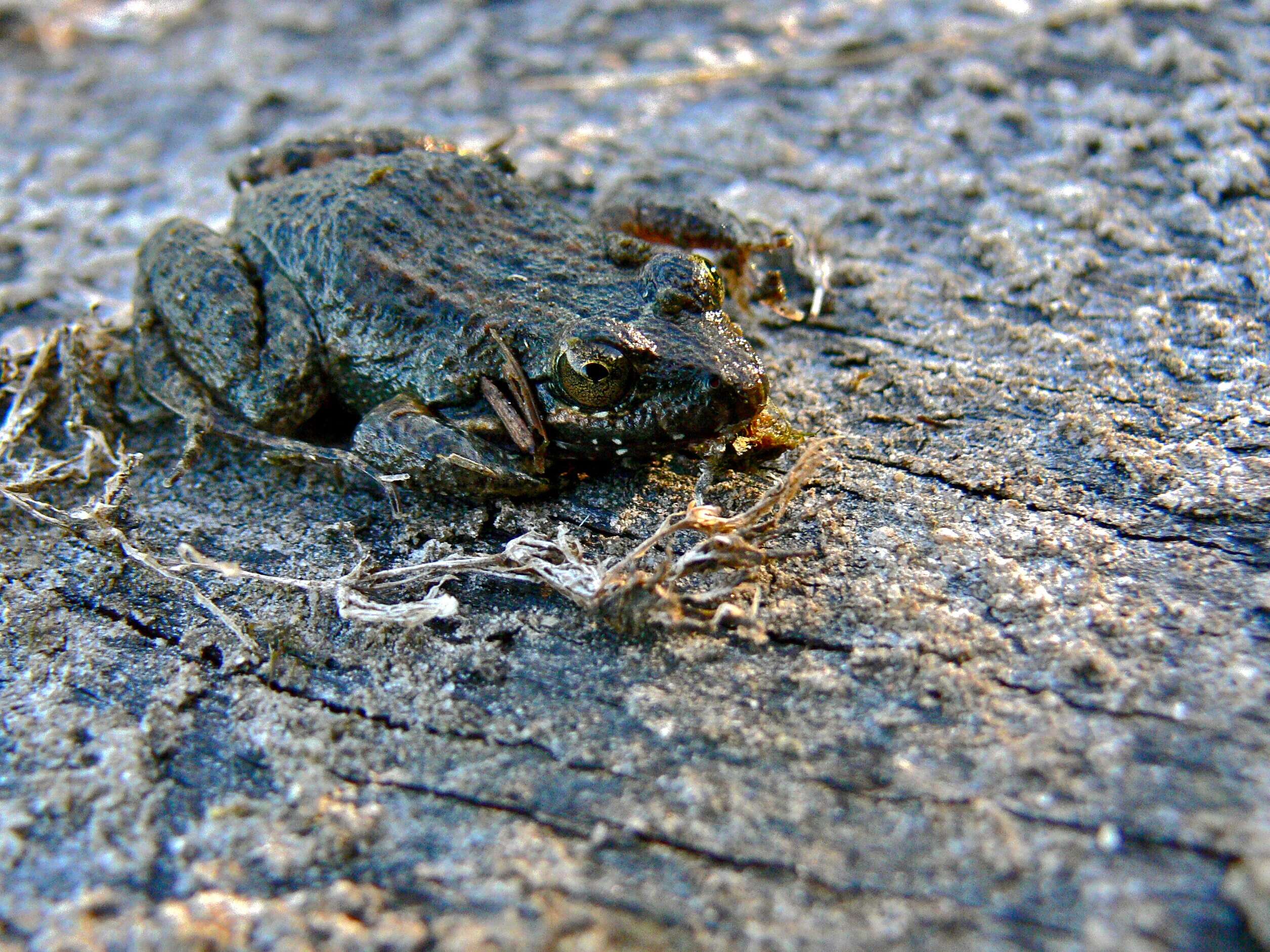 Image of Black Jungle-Frog