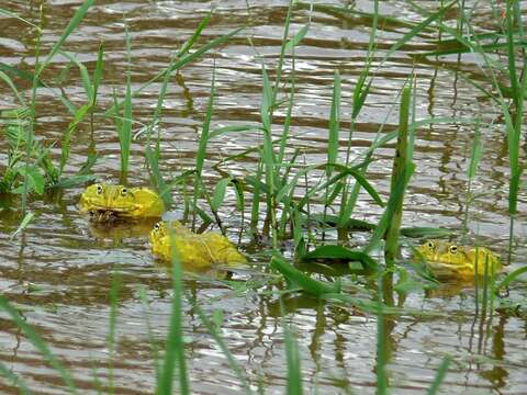 Image of African Bullfrog