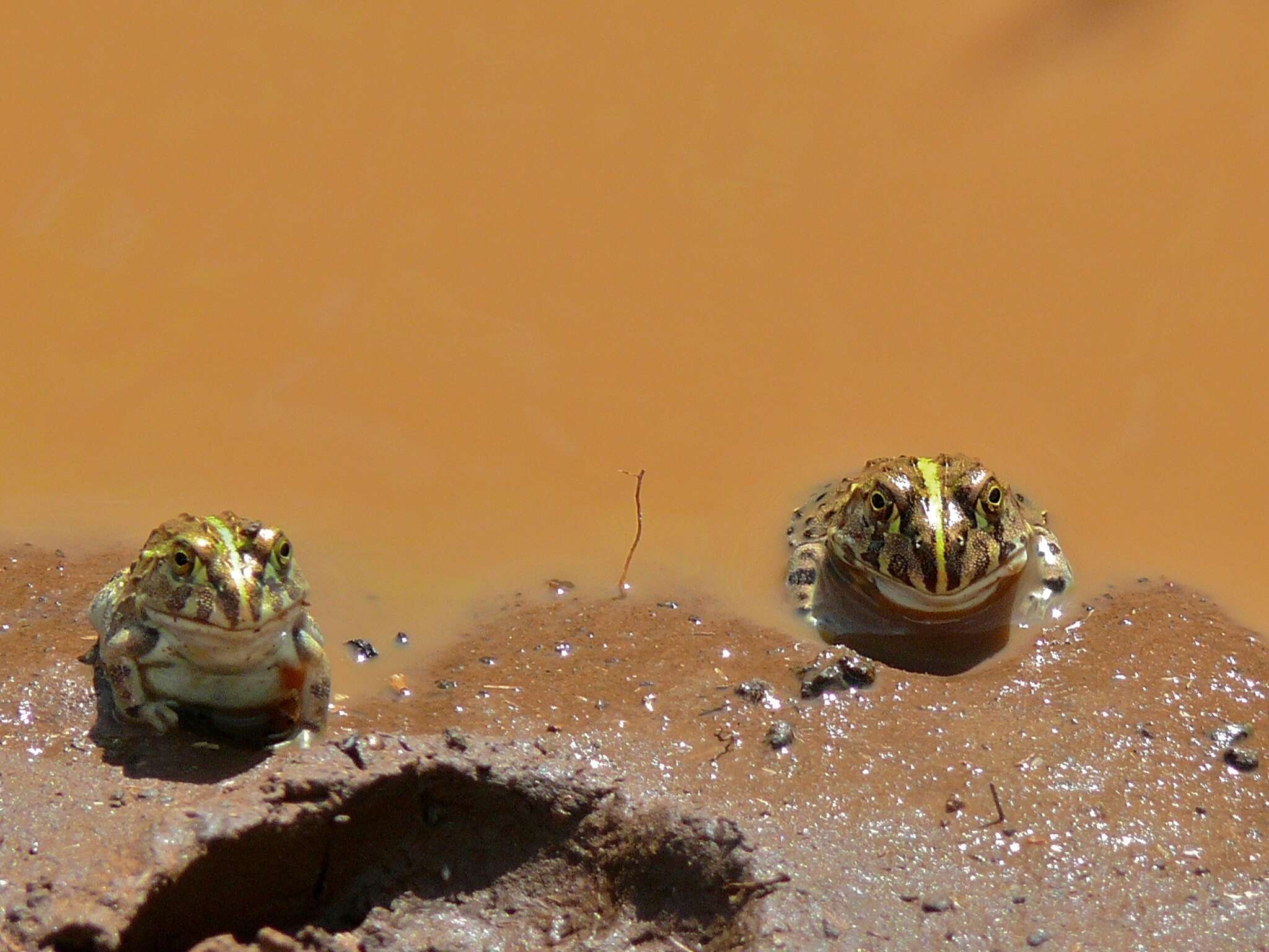 Image de Pyxicephalus edulis Peters 1854