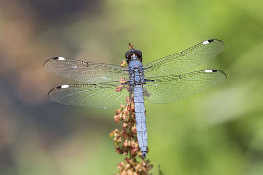 Слика од Libellula cyanea Fabricius 1775