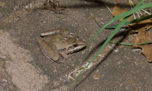 Image of Sharp-nosed Frog