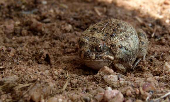 Image of Catequero Bullfrog