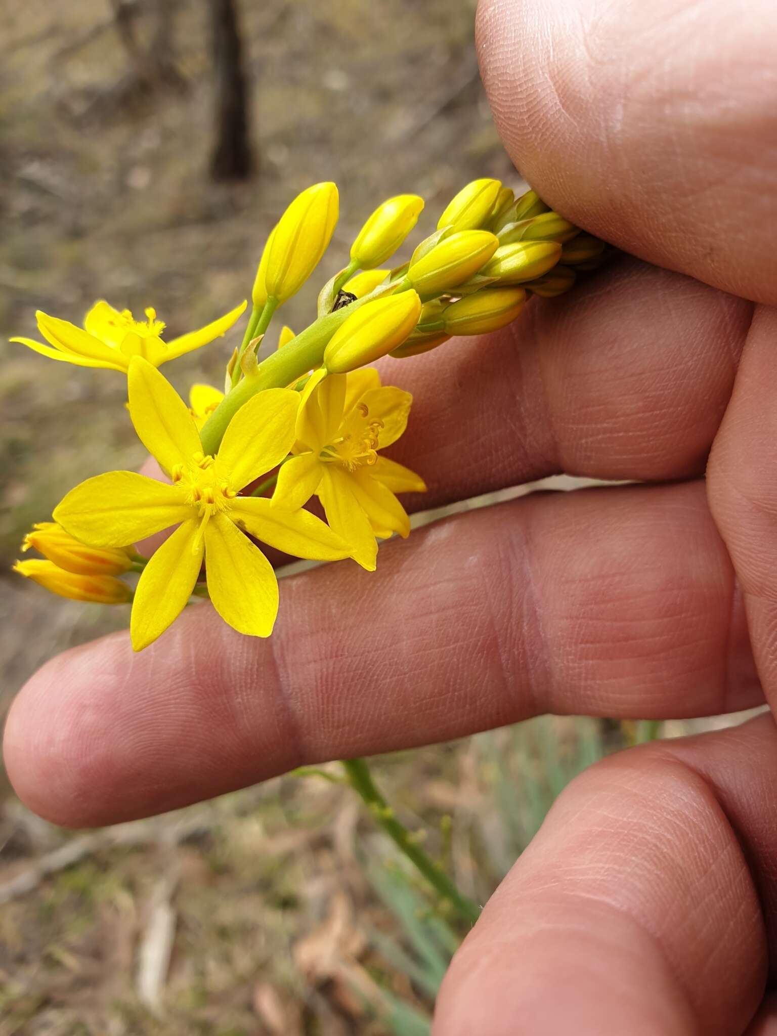 Imagem de Bulbine glauca (Raf.) E. M. Watson