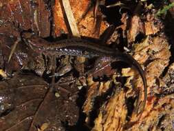 Image of Allegheny Mountain Dusky Salamander