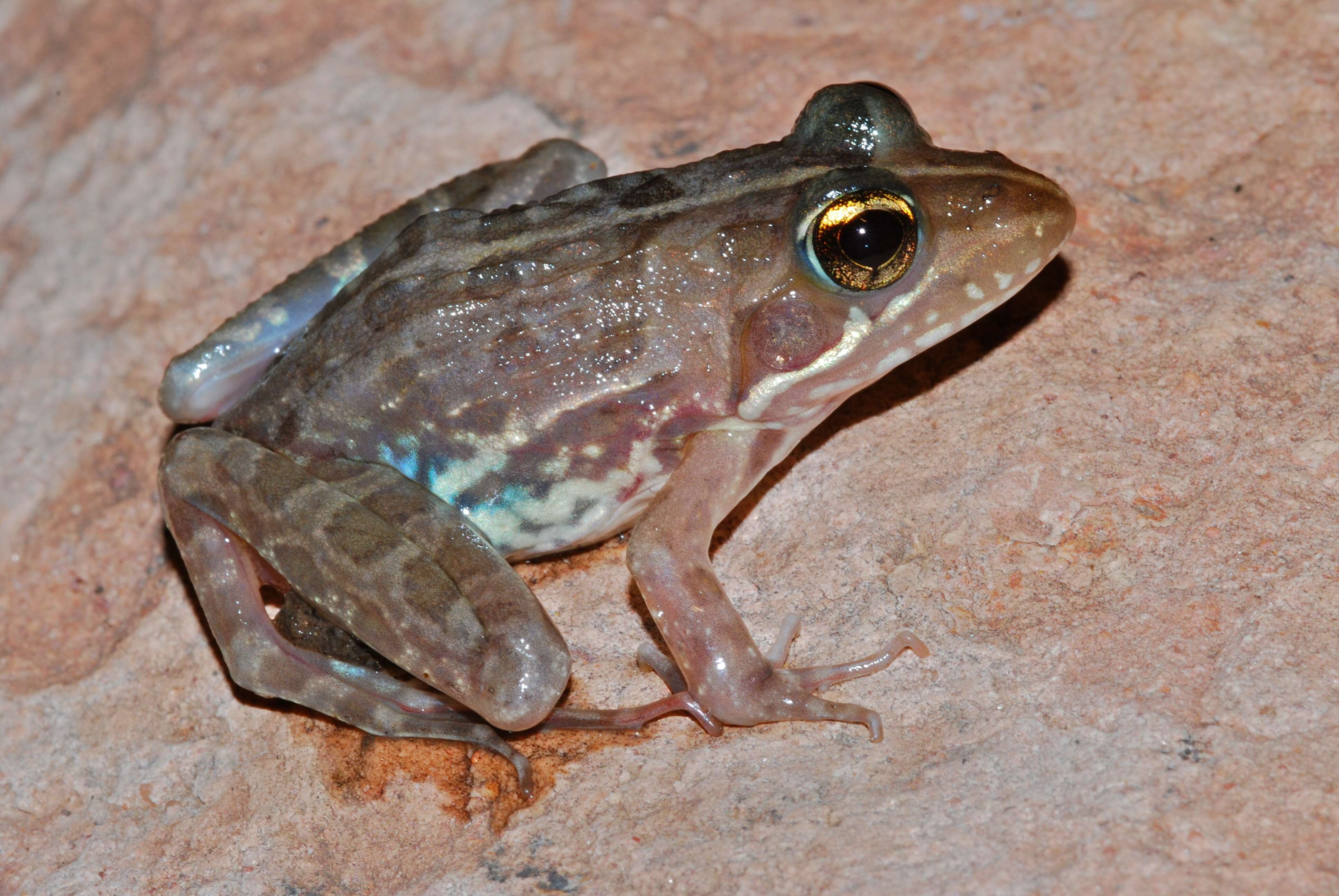 Image de Amietia angolensis (Bocage 1866)