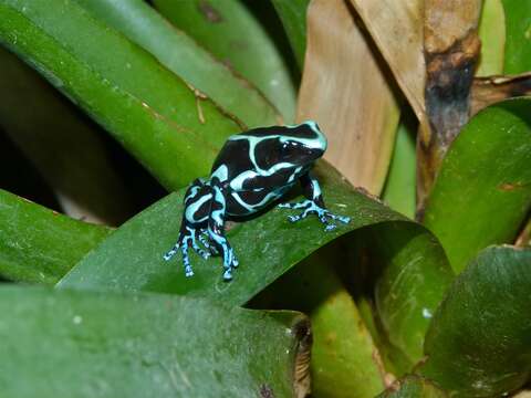 Image of Gold Arrow-poison Frog