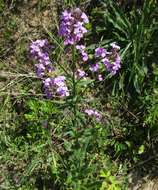 Imagem de Hesperis pycnotricha Borbás