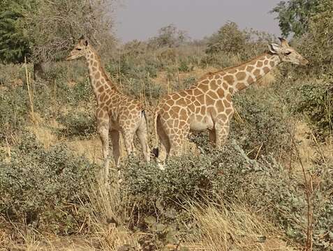 Plancia ëd Giraffa camelopardalis peralta Thomas 1898