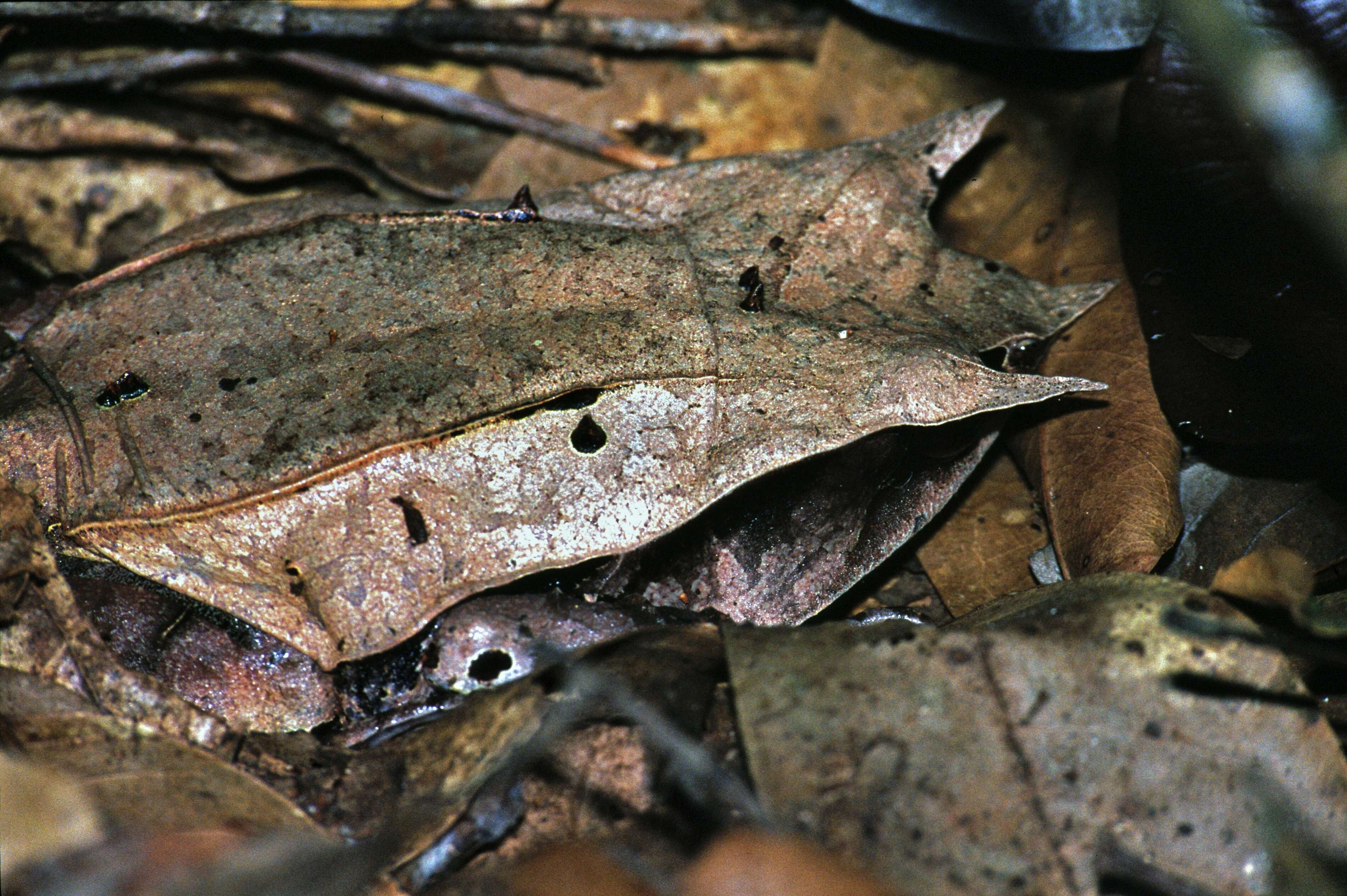 Image of Borneon Horned Frog