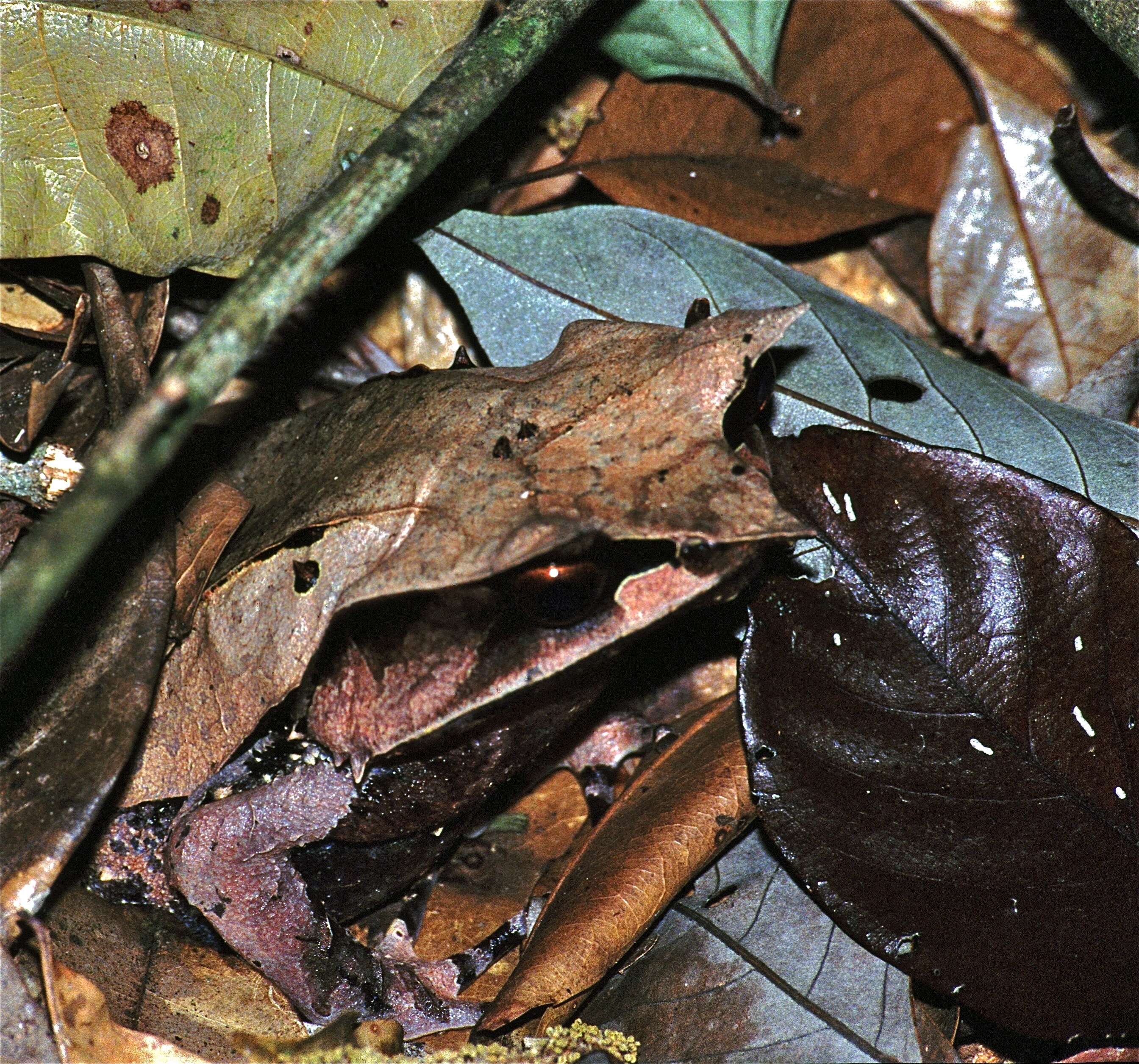 Image de Megophrys nasuta (Schlegel 1858)