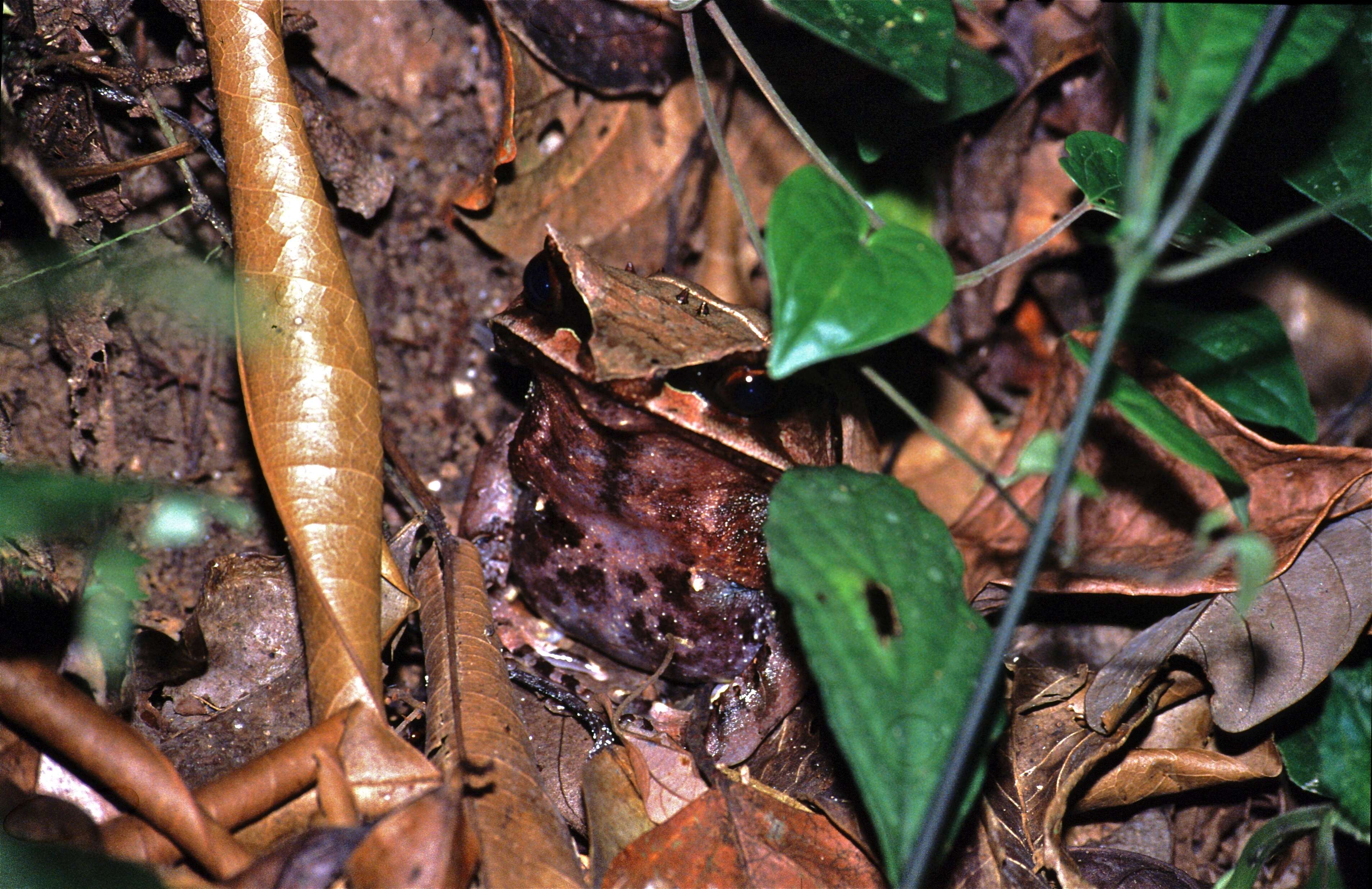 Image of Borneon Horned Frog