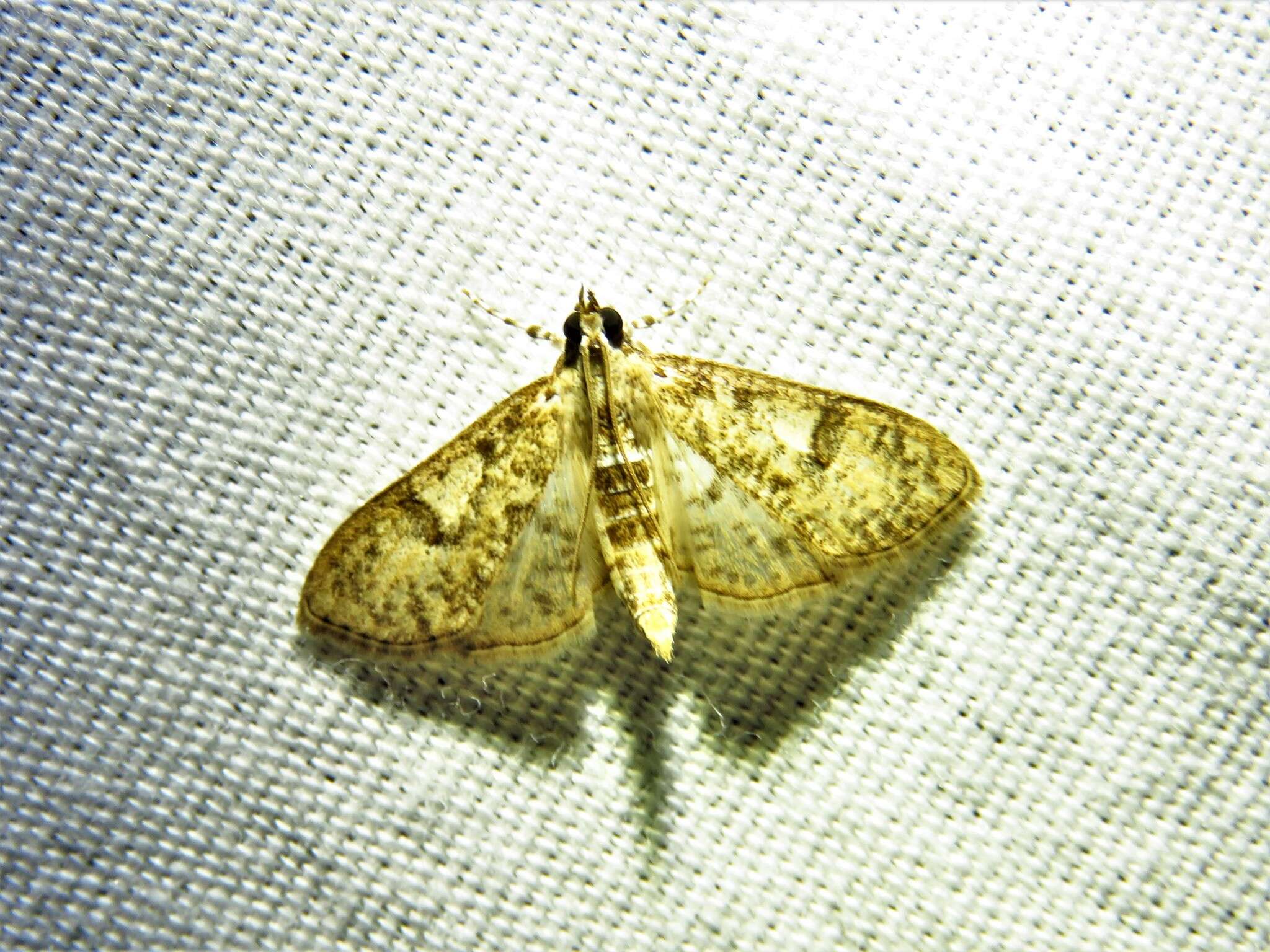 Image of Freeman's Palpita Moth