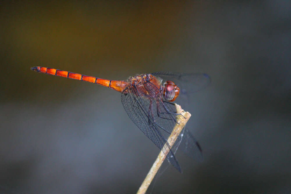 Sivun Elasmothemis cannacrioides (Calvert 1906) kuva