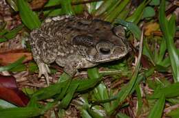 Image of Asian black-spined toad