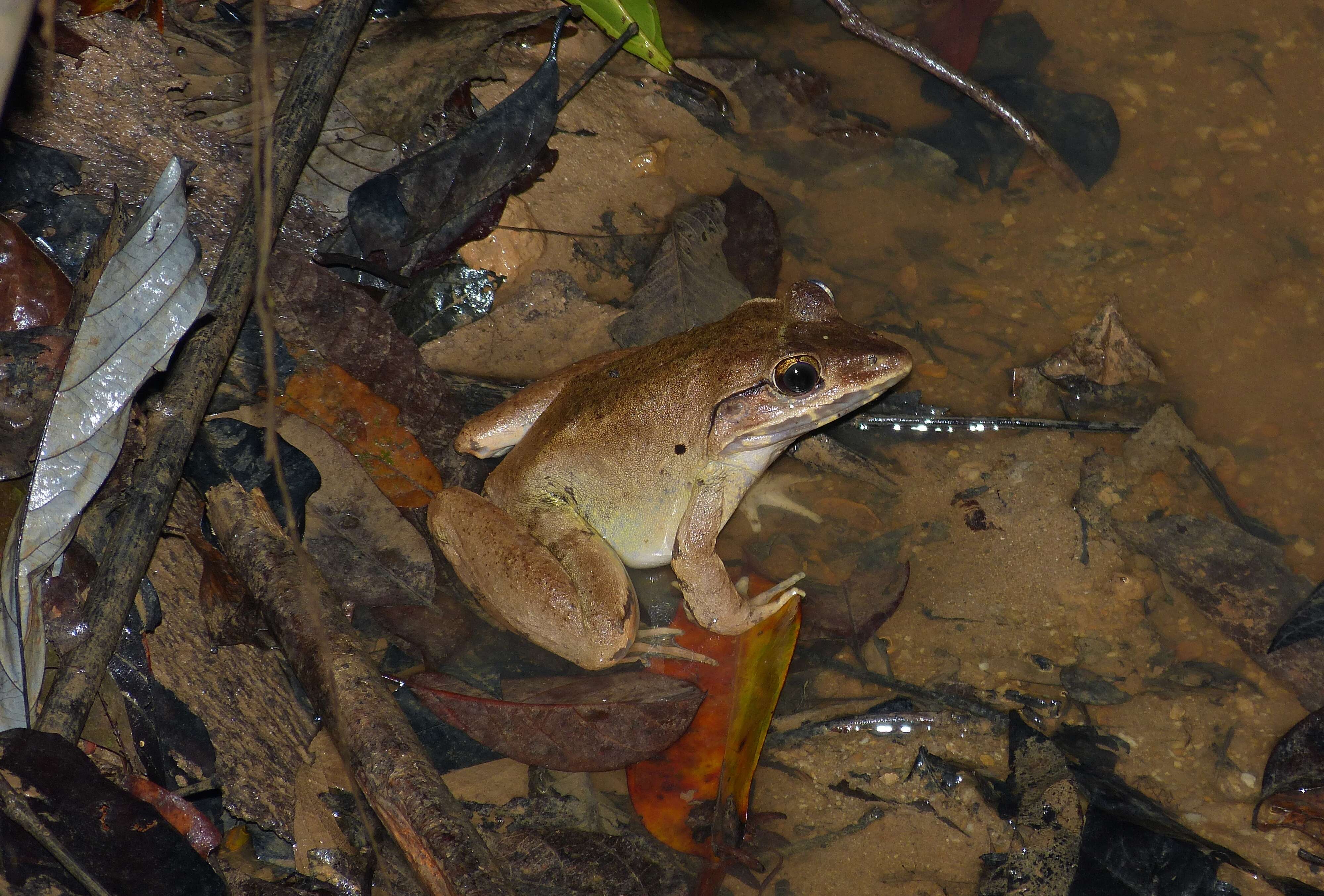 Image of Blyth's River Frog