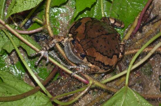 Image of Banded Bullfrog