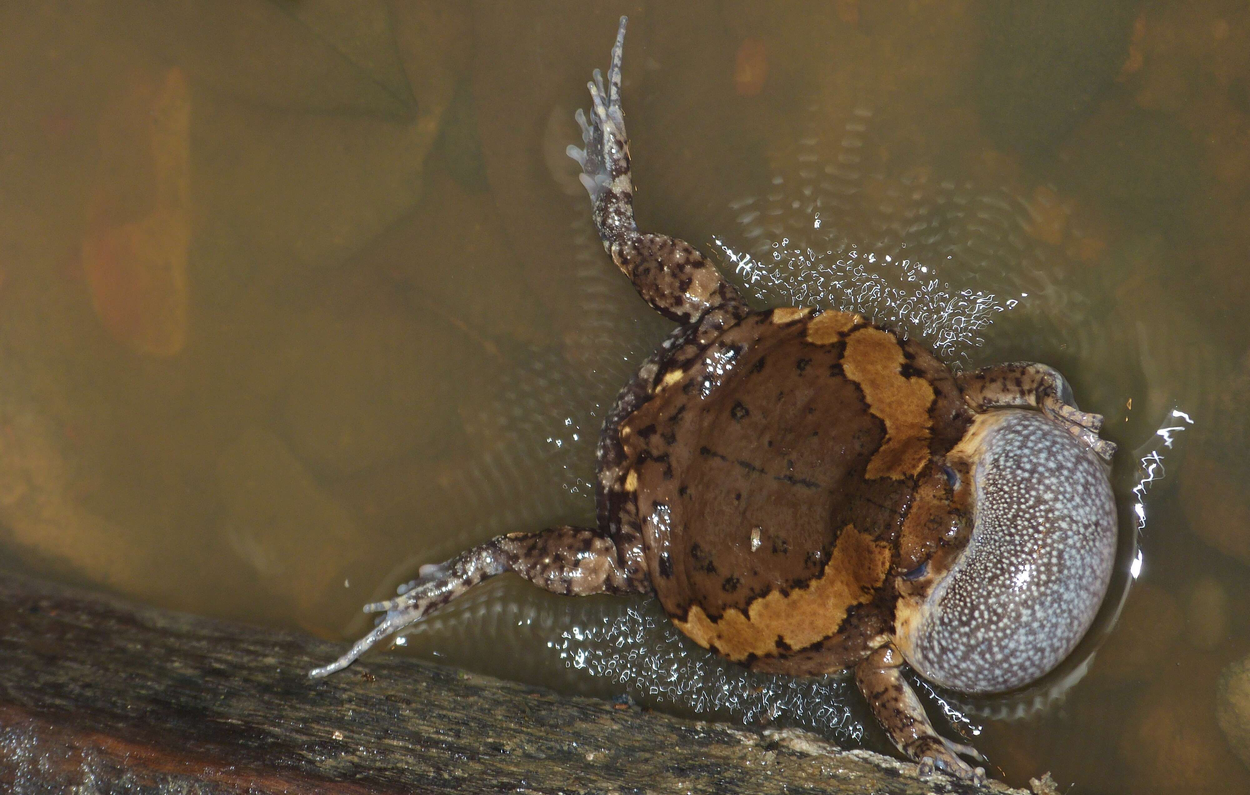 Image of Banded Bullfrog