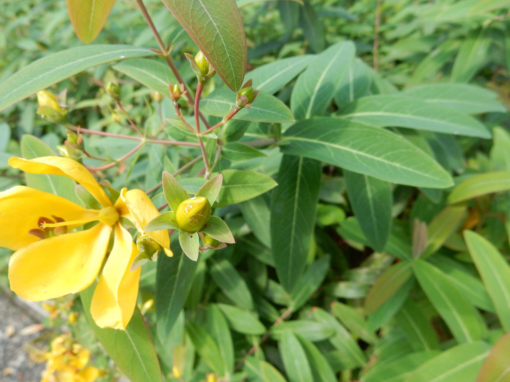 Image of Hypericum geminiflorum Hemsl.