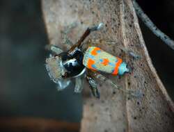 Image of Peacock spider