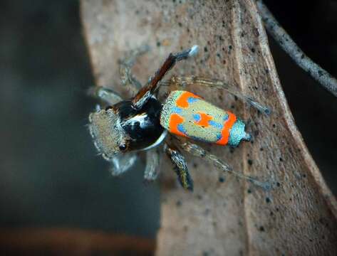 Image of Peacock spider