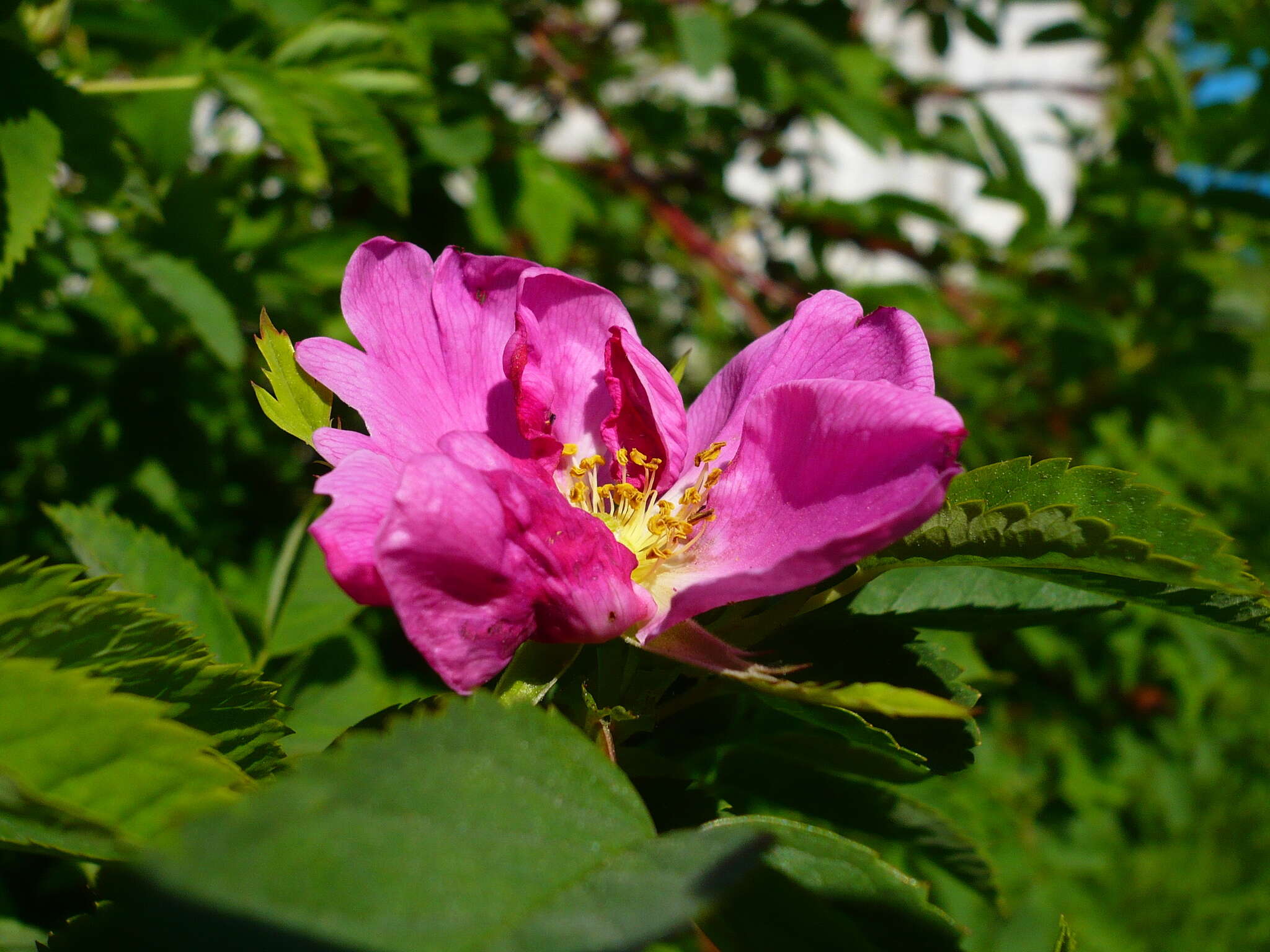 Image of Rosa glabrifolia C. A. Mey. ex Rupr.