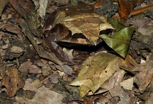 Image of Borneon Horned Frog