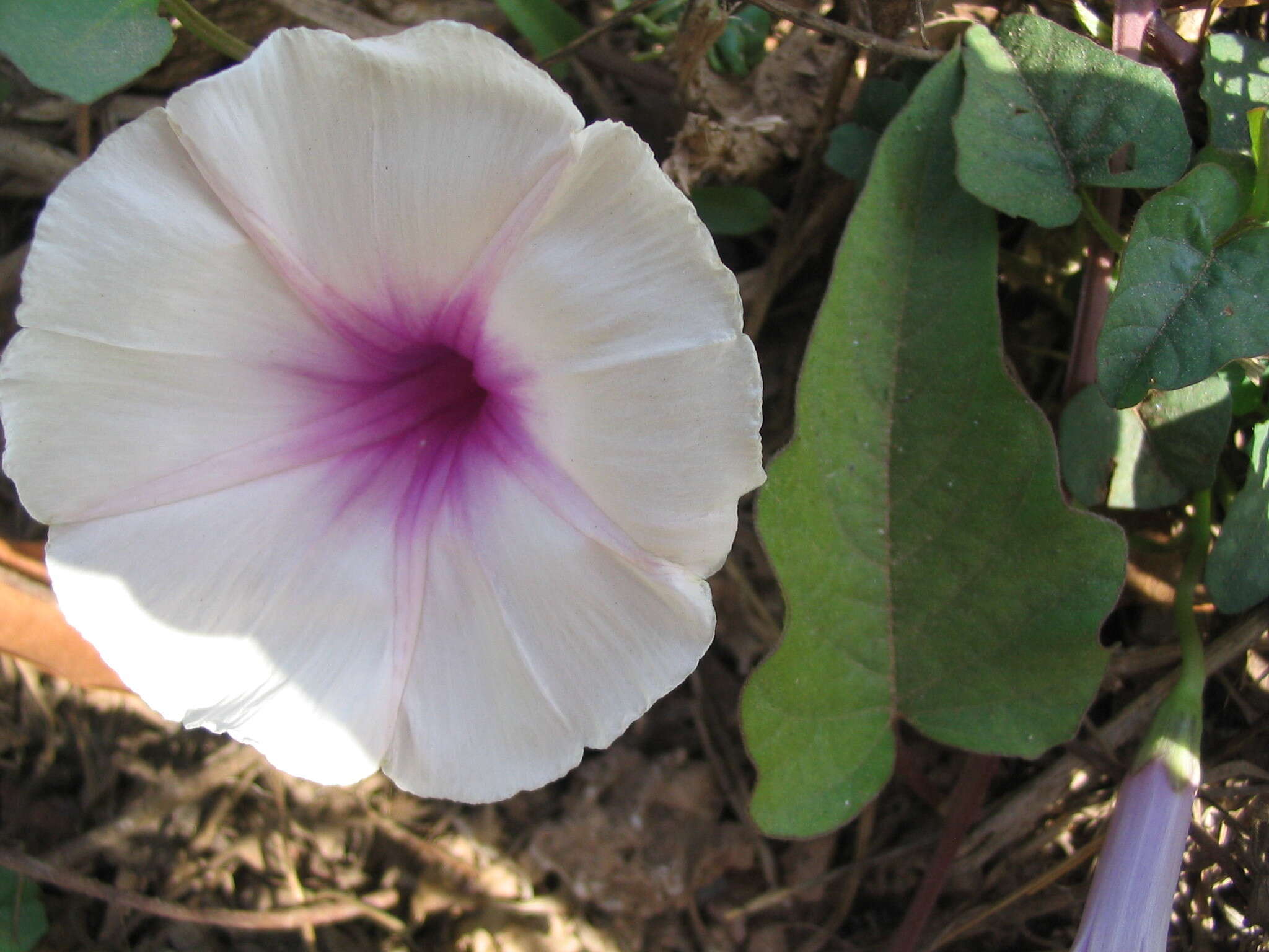 Image of Ipomoea aquatica Forsk.