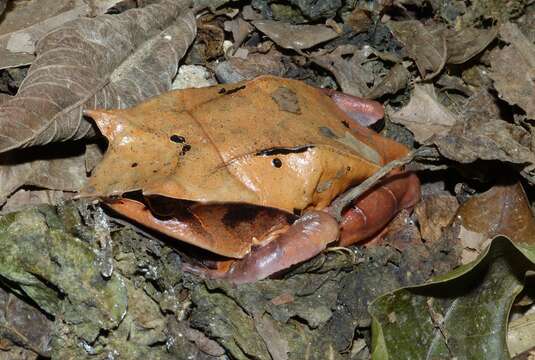 Image of Borneon Horned Frog