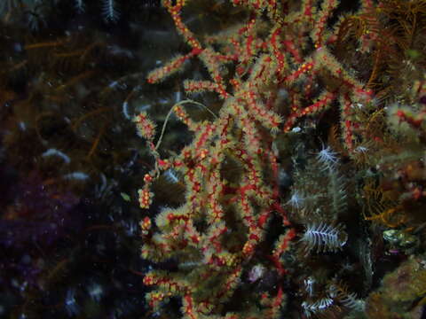 Image of Multicoloured sea fan