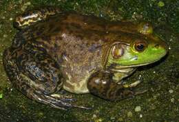 Image of American Bullfrog