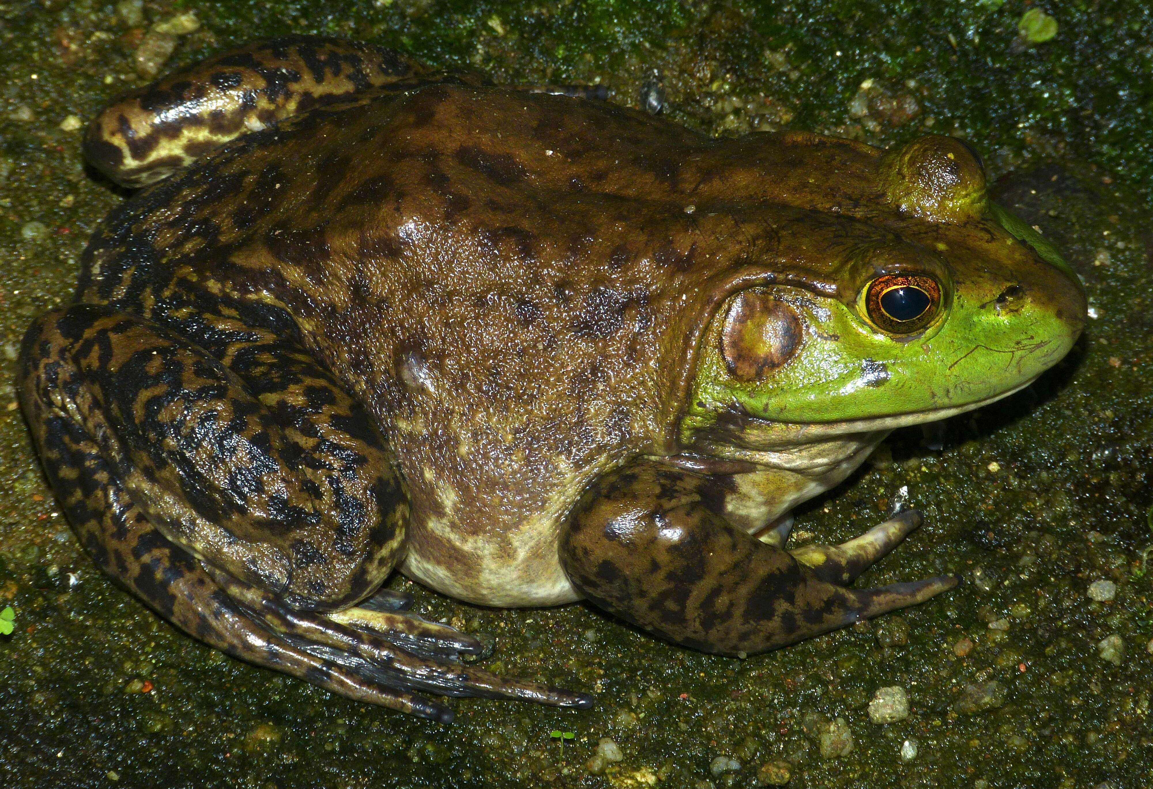 Image of American Bullfrog