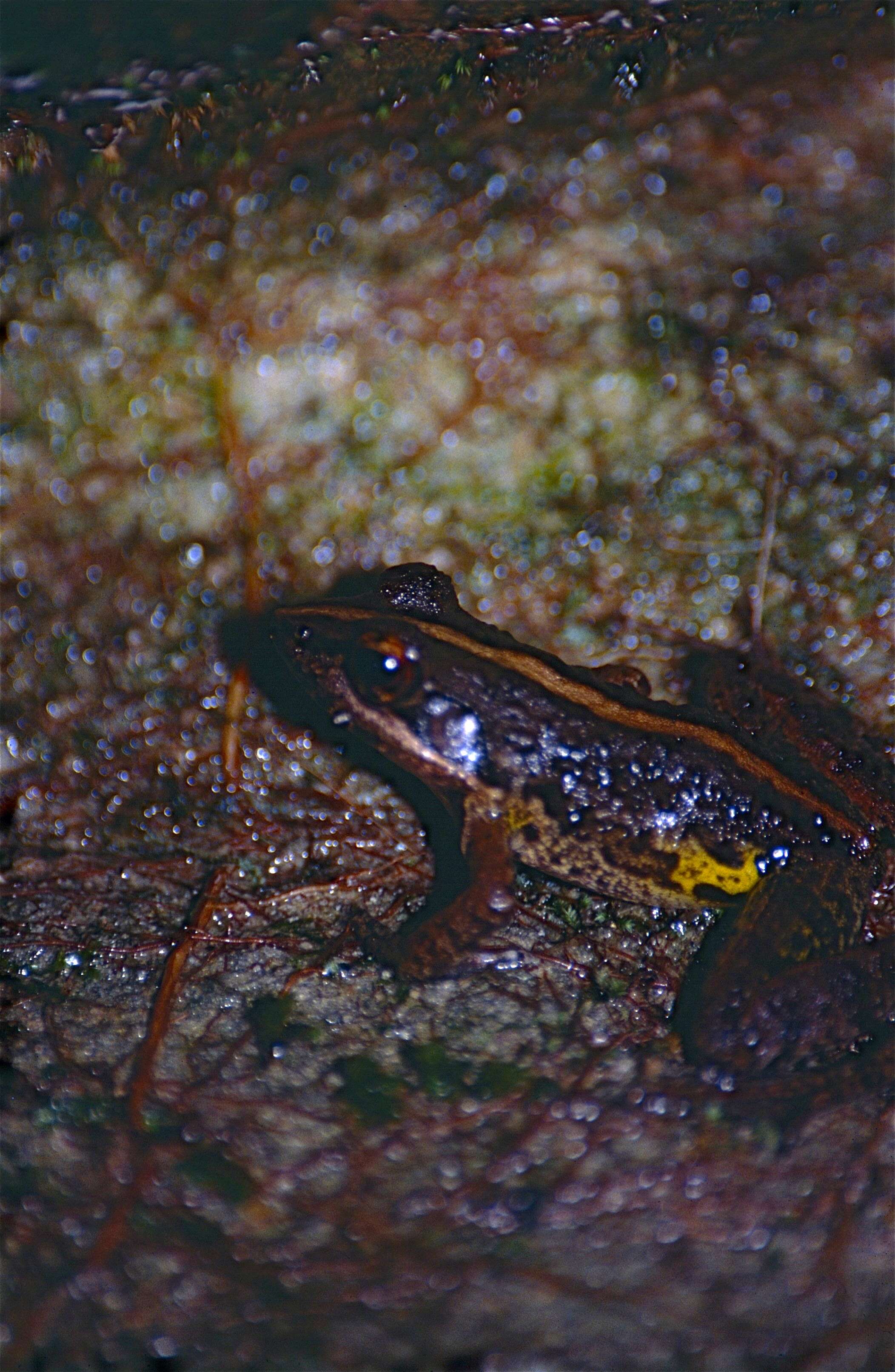 Image of Fort Madagascar Frog