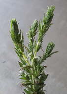 صورة Deinandra fasciculata (DC.) Greene